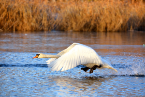 Zwaan eettafel notenhout | Seuren Tafels