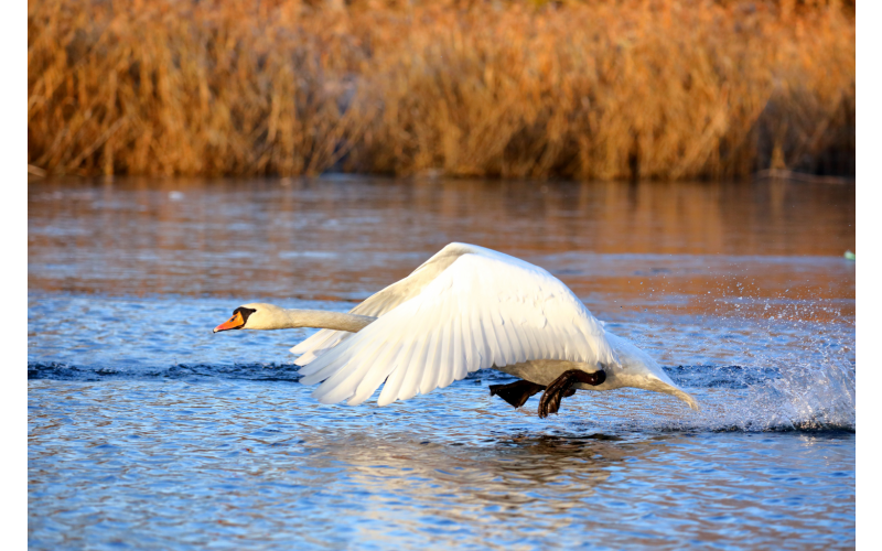 Zwaan eettafel notenhout | Seuren Tafels